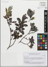 Foto von Salix glabra Scop.